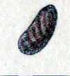 Stomatella lintricula